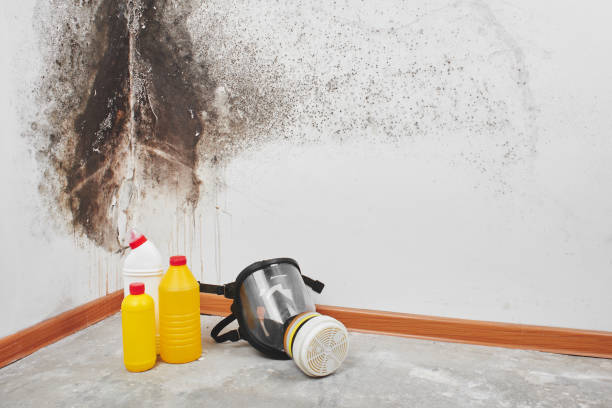 Best Emergency Mold Removal  in Kings Beach, CA