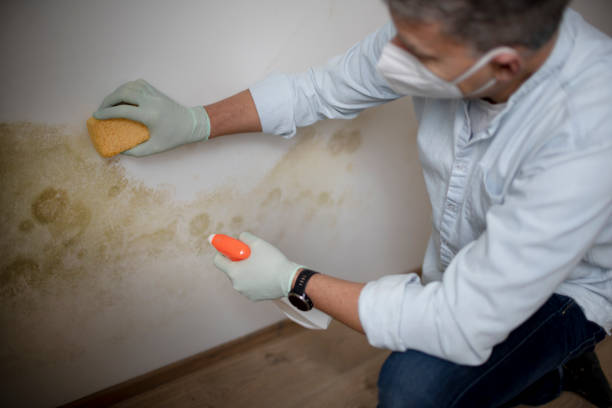 Best Mold Damage Repair  in Kings Beach, CA