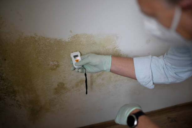 Best Attic Mold Removal  in Kings Beach, CA