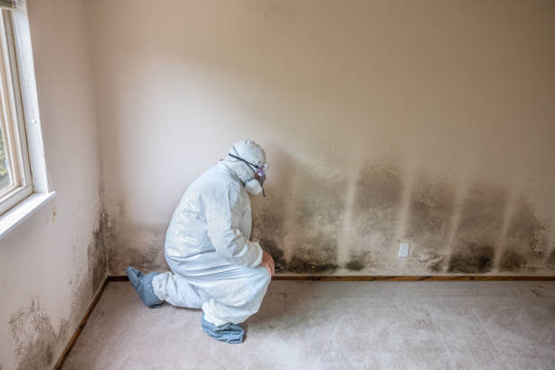 Best Local Mold Removal Service  in Kings Beach, CA