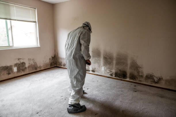 Best Fast Mold Removal  in Kings Beach, CA