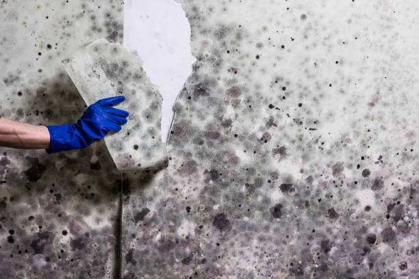 Best Residential Mold Removal  in Kings Beach, CA